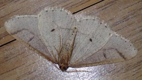 Réf. 226 625 : Agriopis marginaria